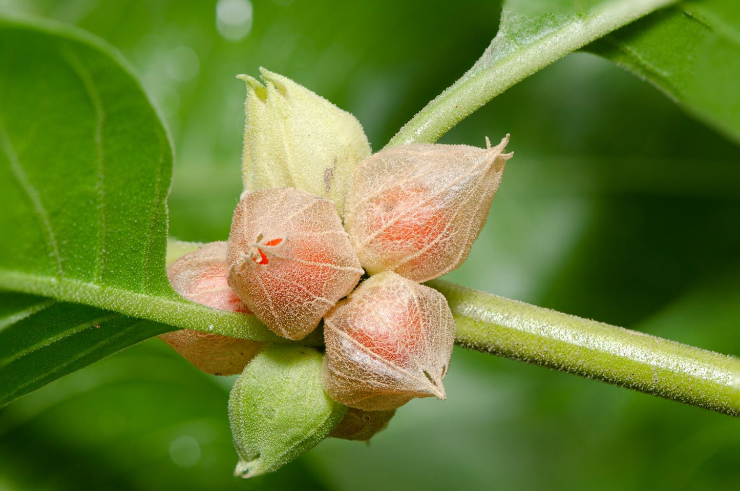 Ashwagandha pulveris 