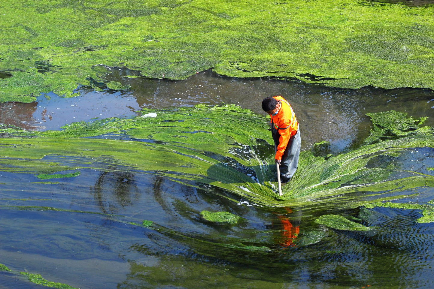 Spirulina pulber 