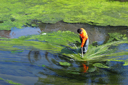 Tabletki ze Spiruliną