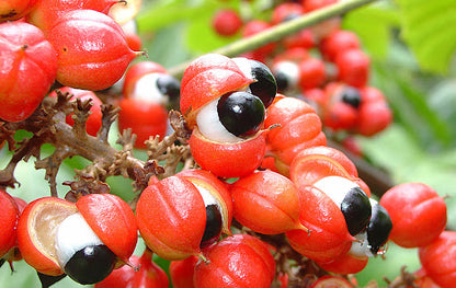 Guarana pulber 